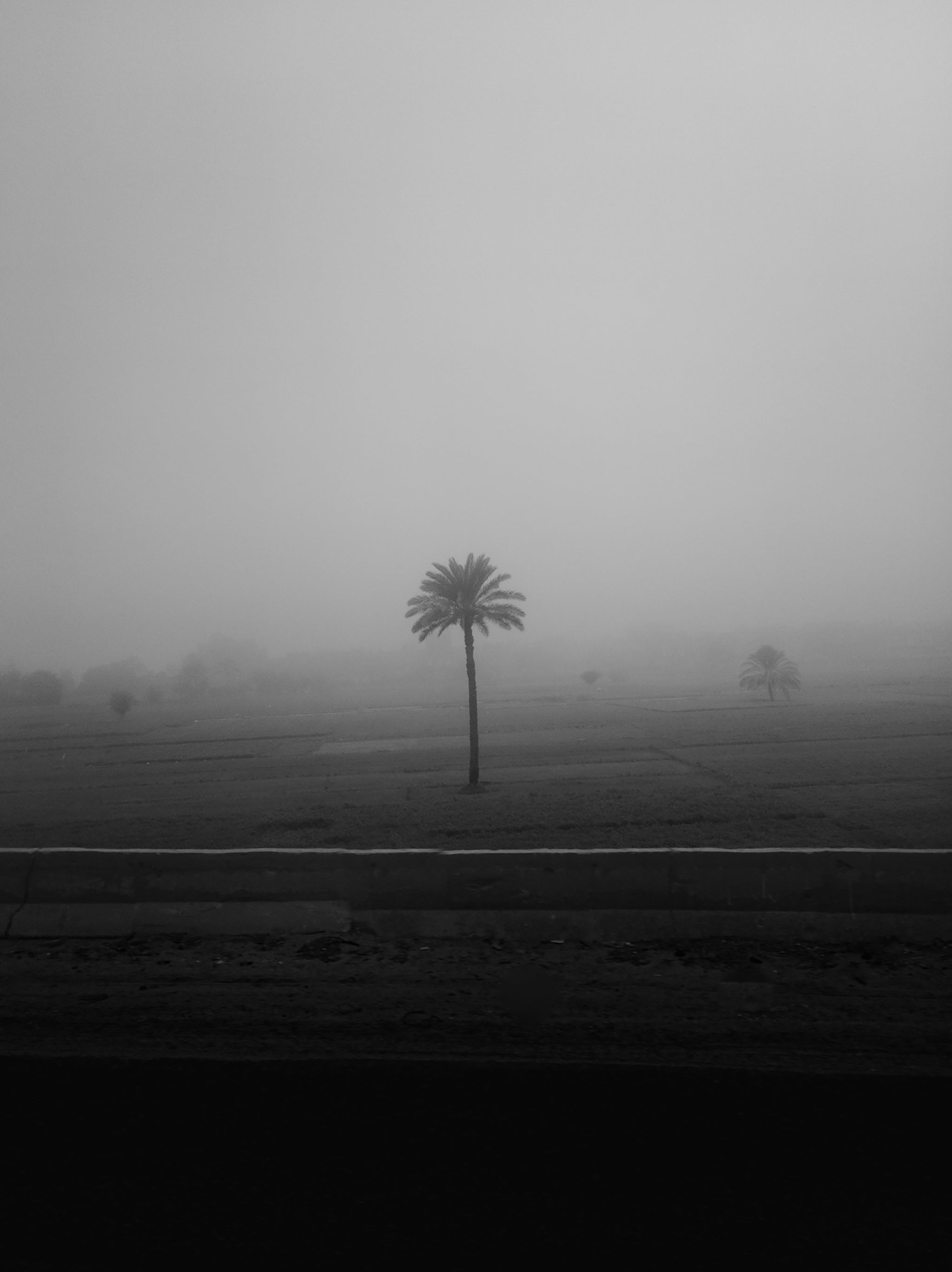 Lone Tree In The Mist