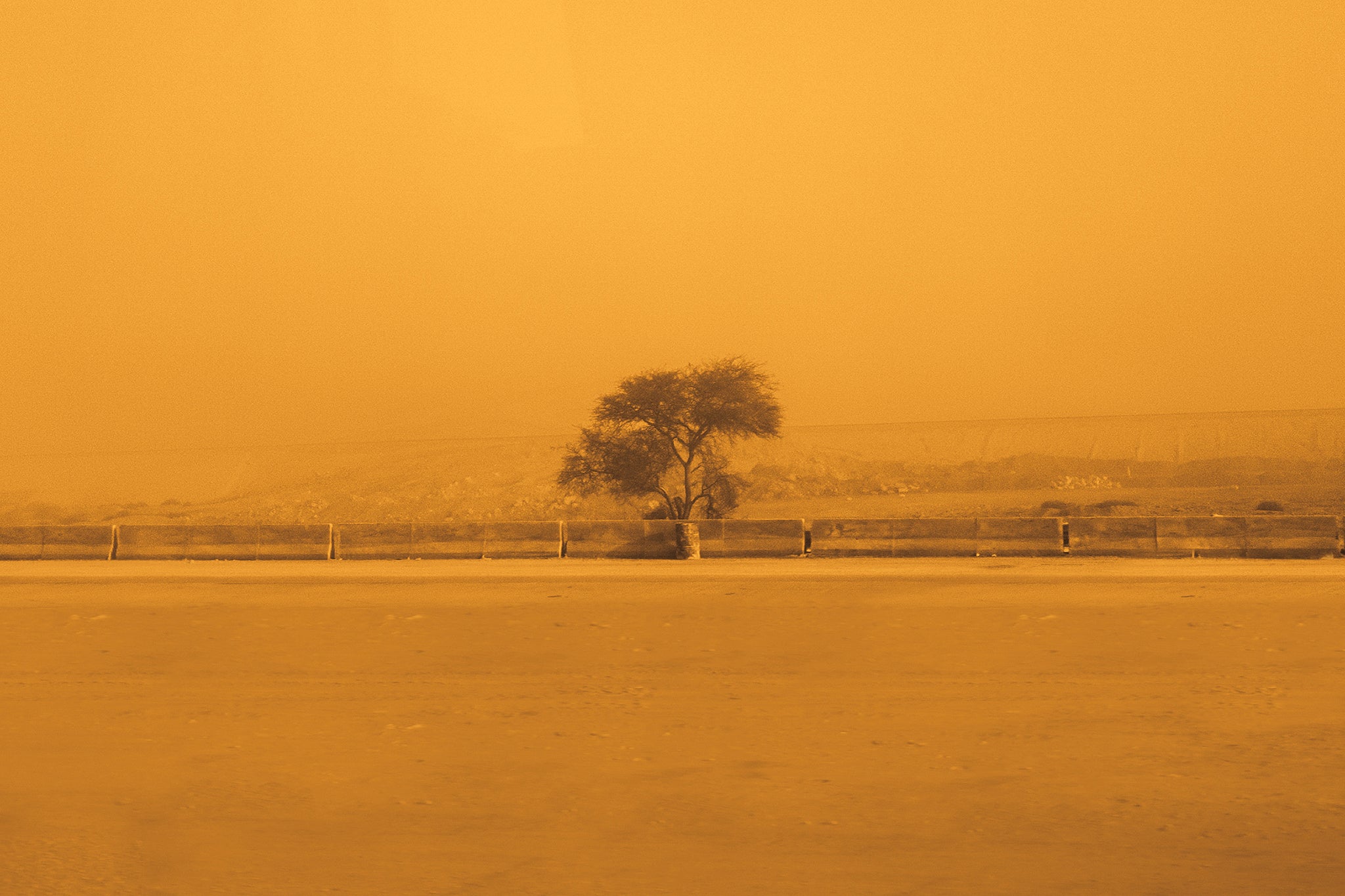 The Sepia-Tinted Tree