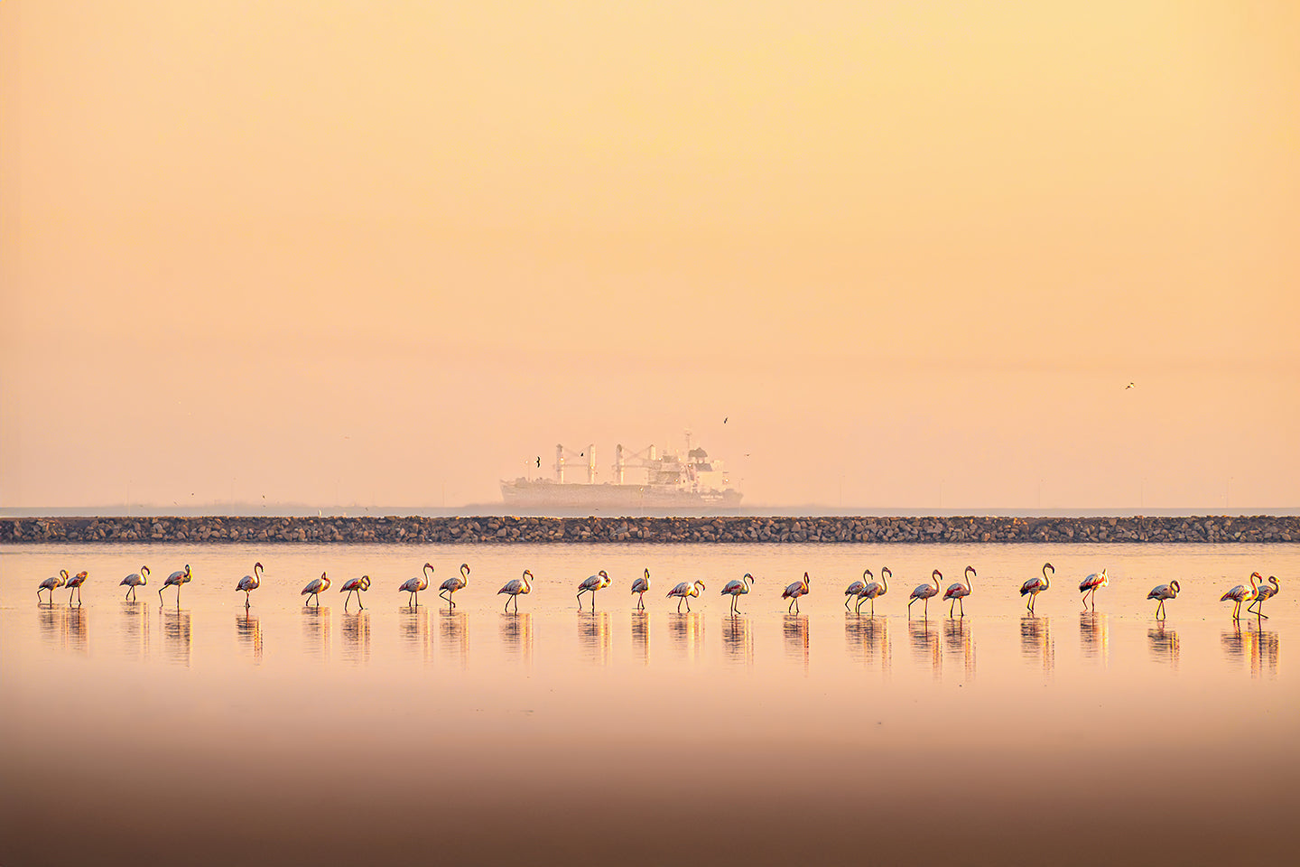 Golden Migration
