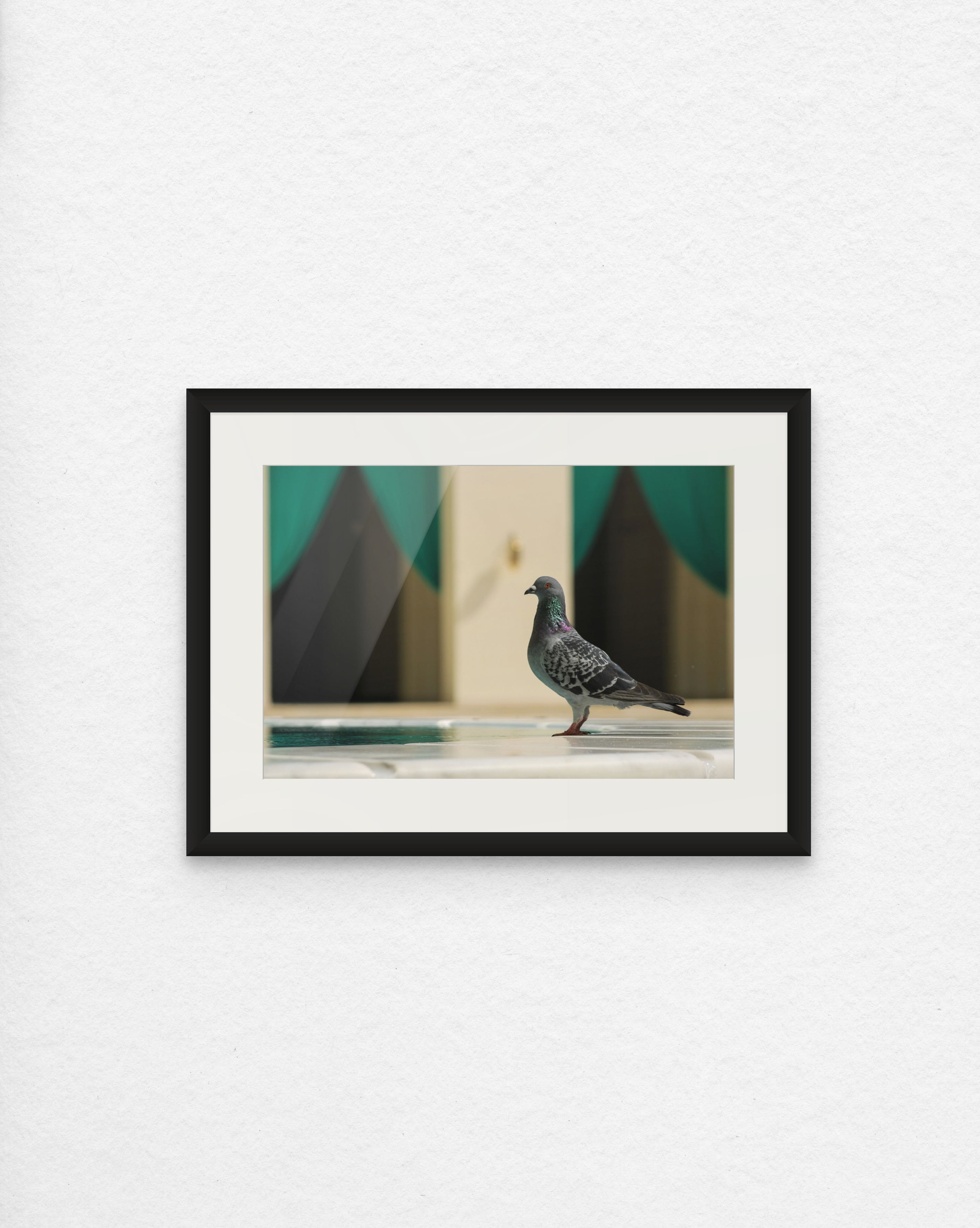 The Stately Pigeon