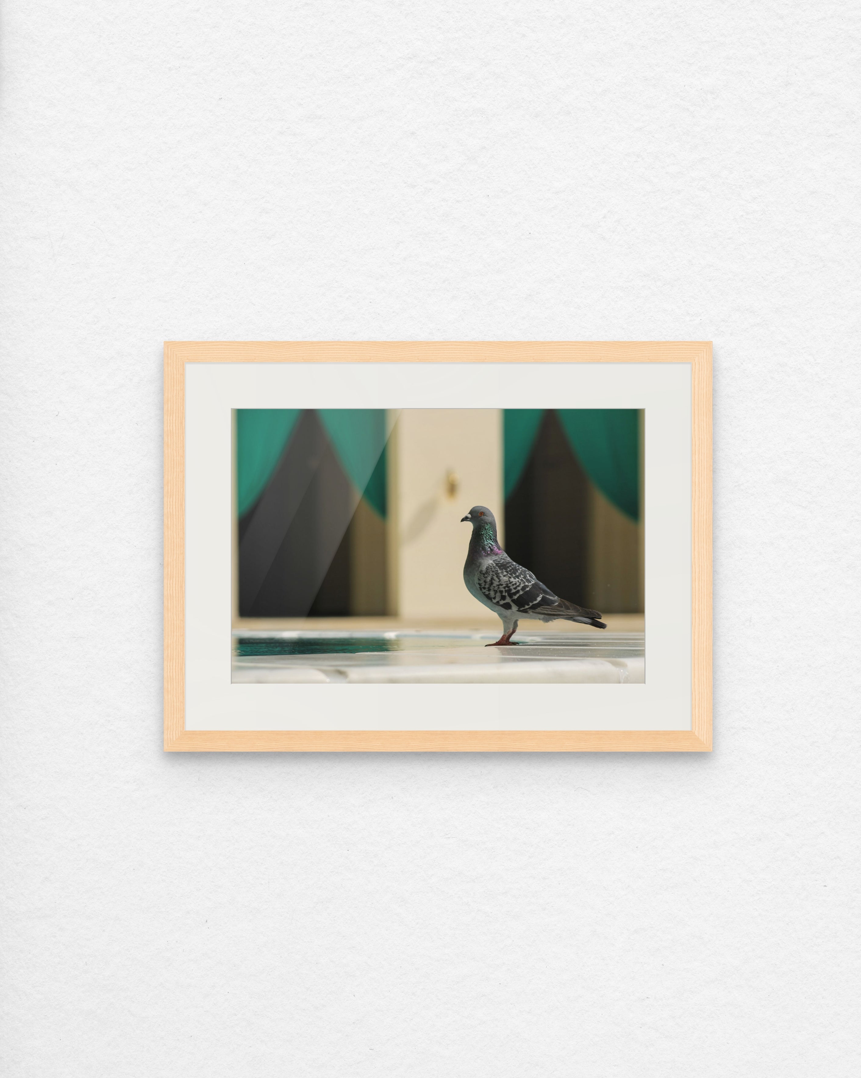 The Stately Pigeon