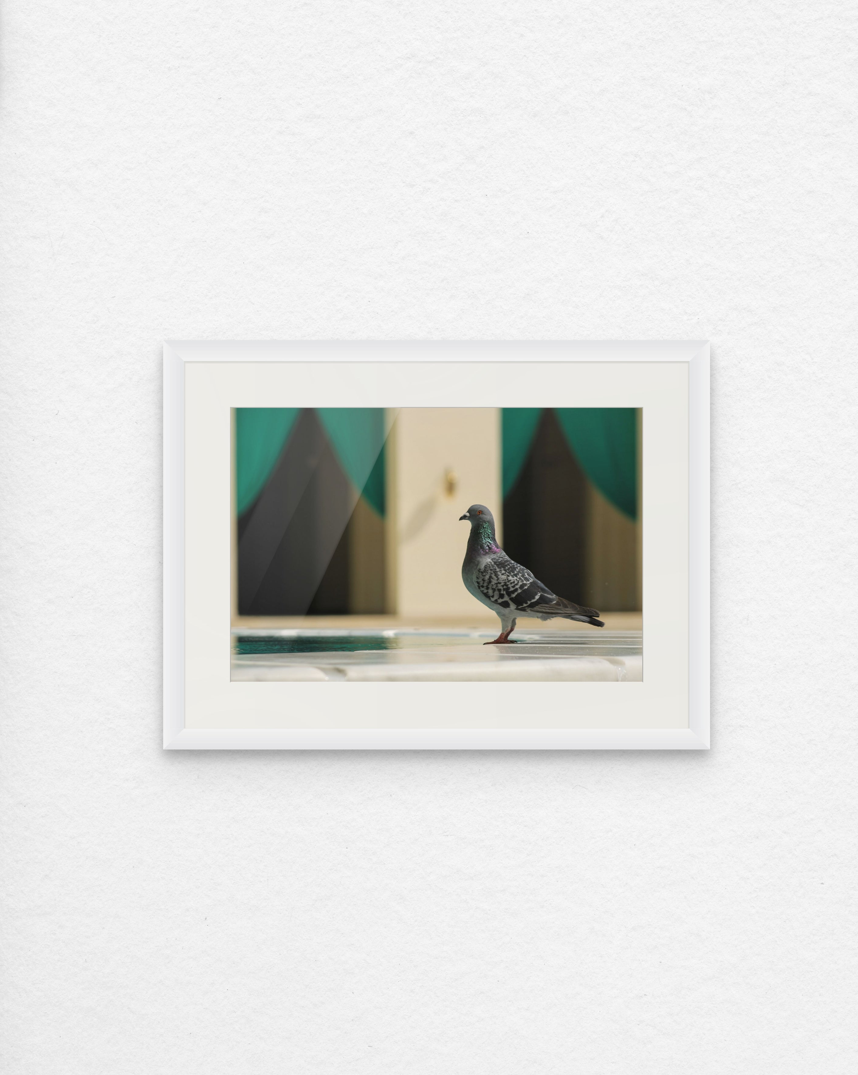 The Stately Pigeon