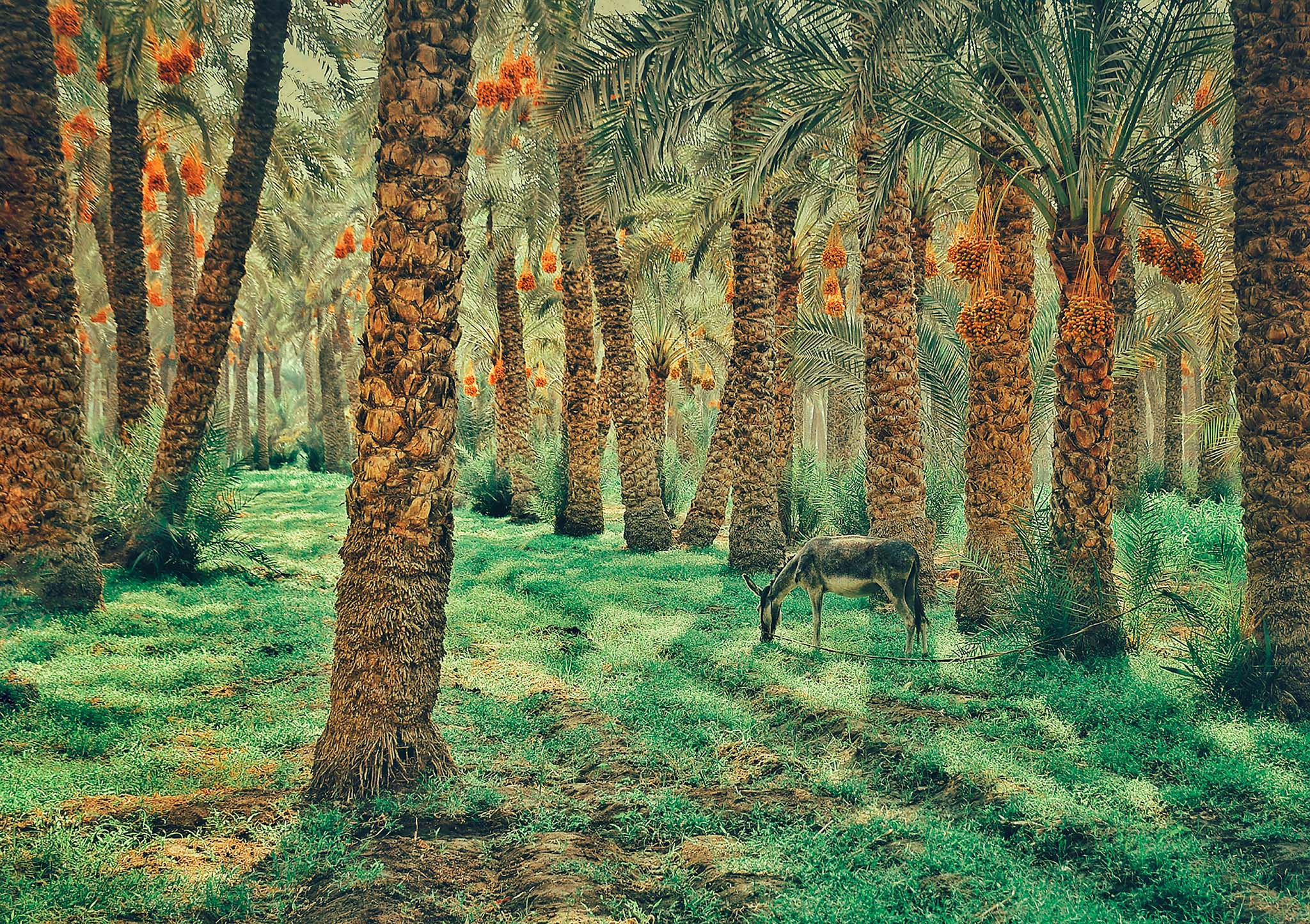 Frolicking Among Date Trees