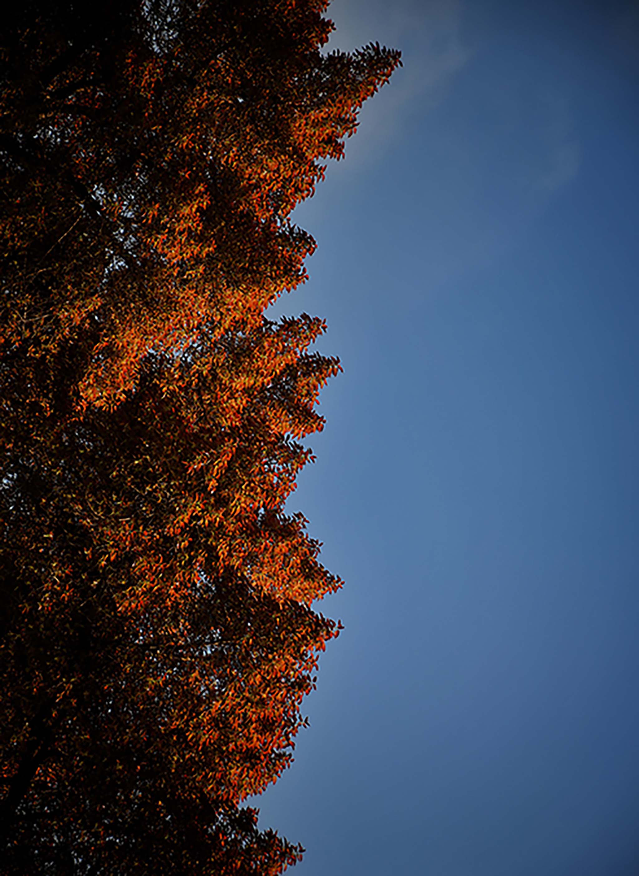 Arboreal Skyline