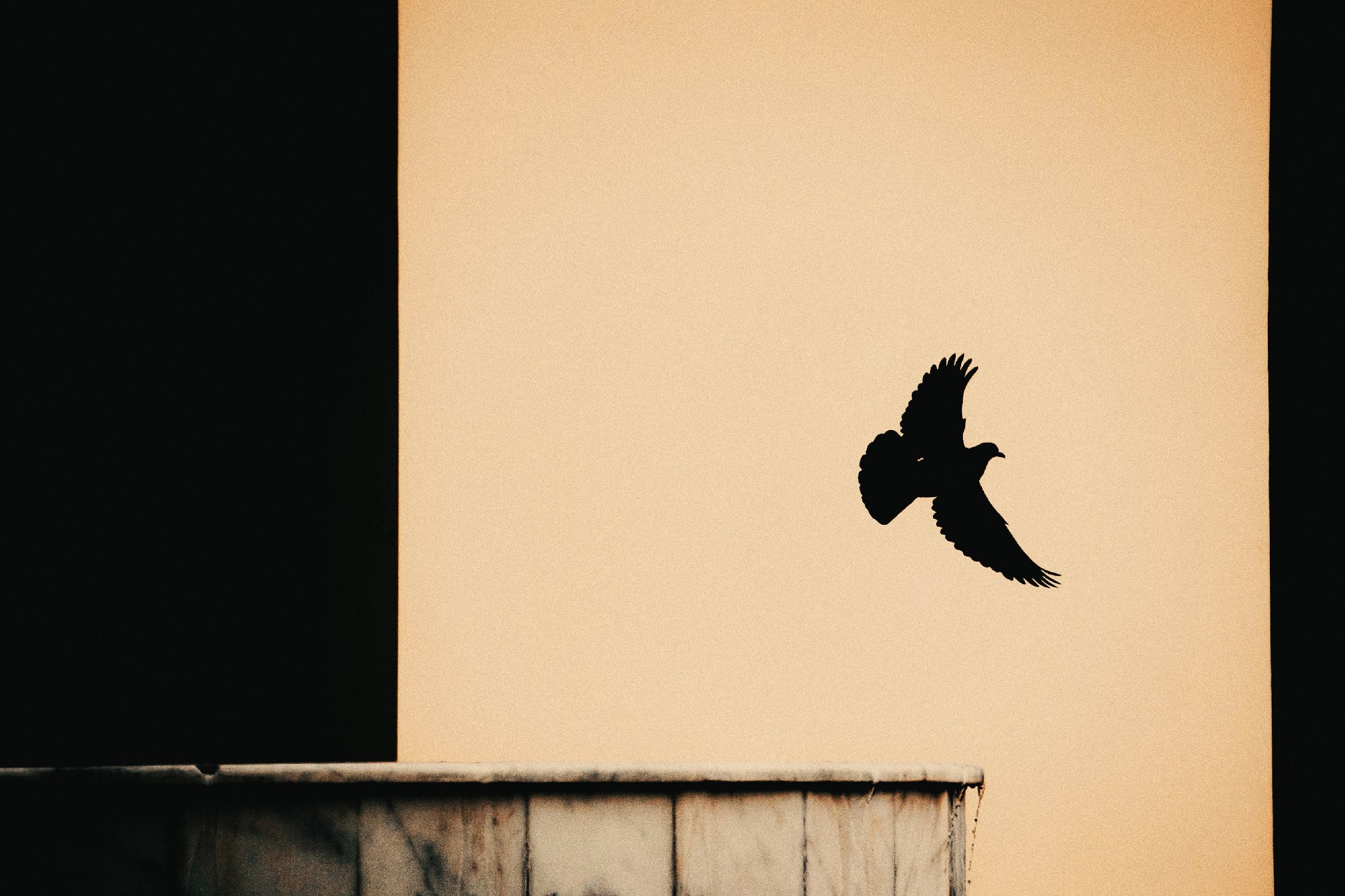 A Bird In The Mosque