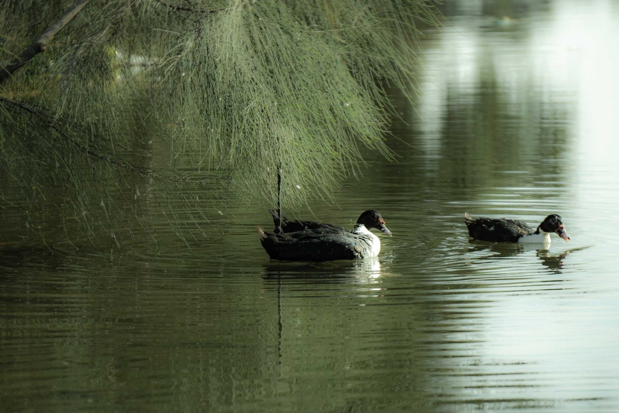 Dreamy Ducks In The River