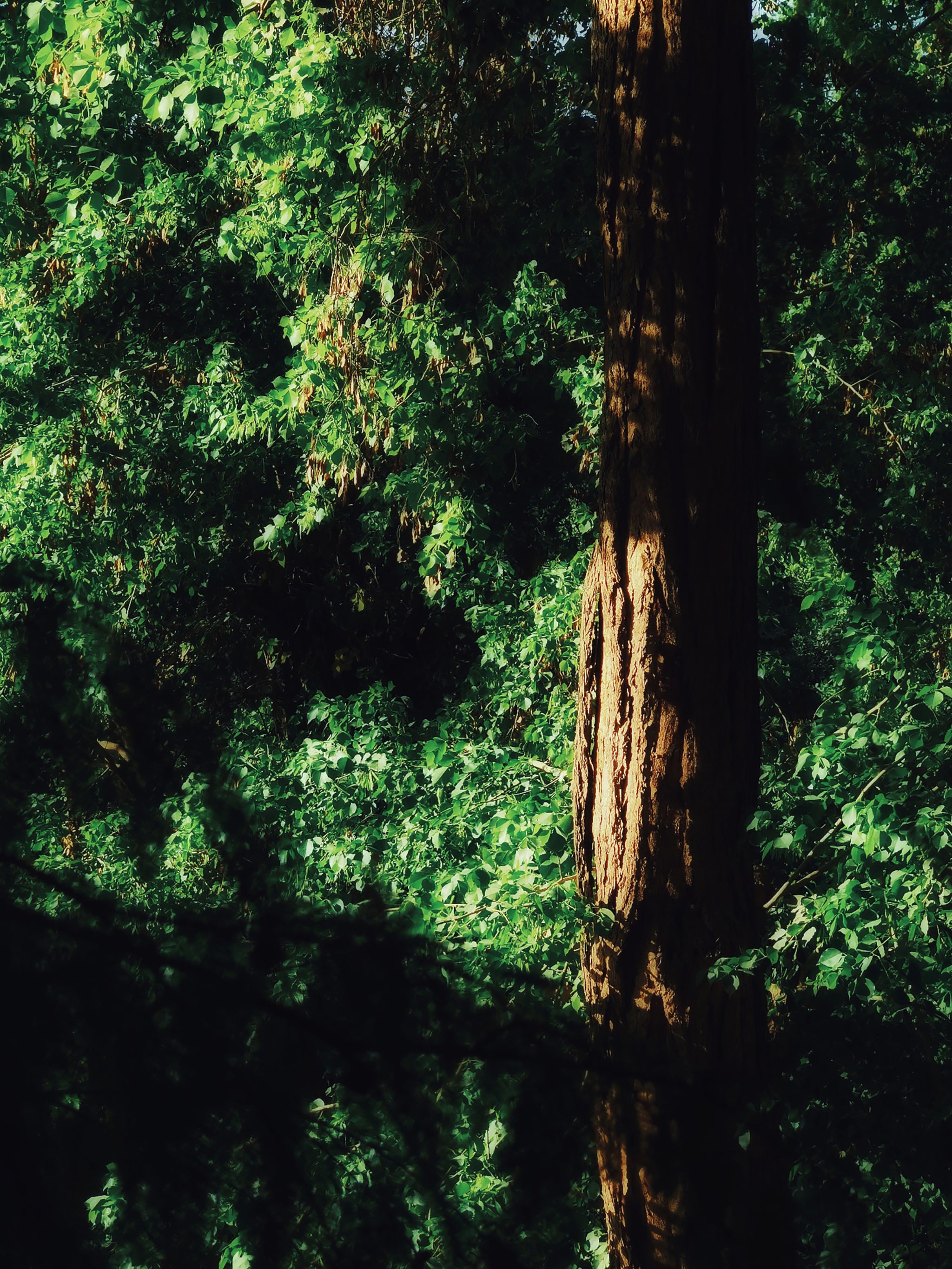 A Mighty Trunk Among Green