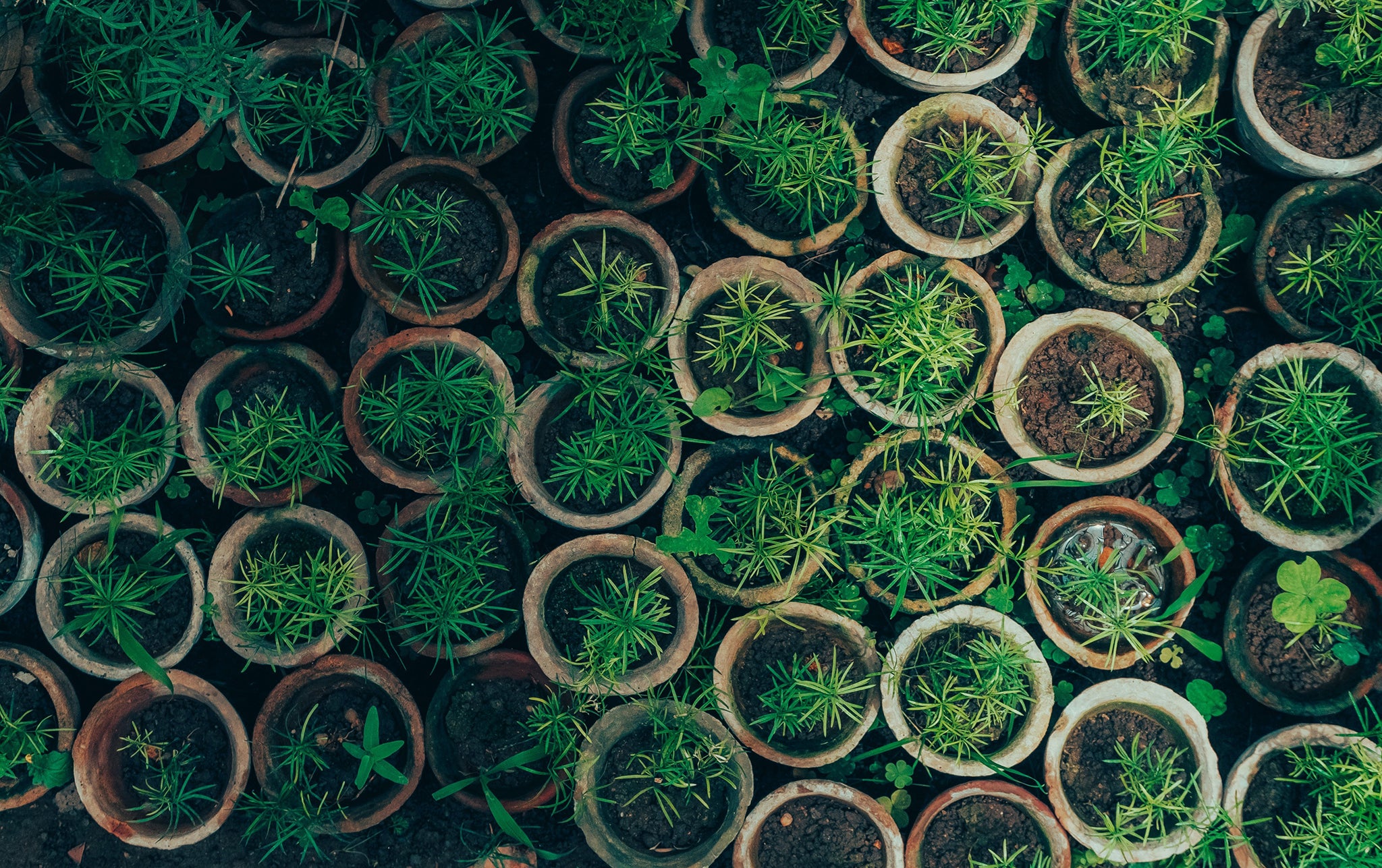 Top Of The Pots