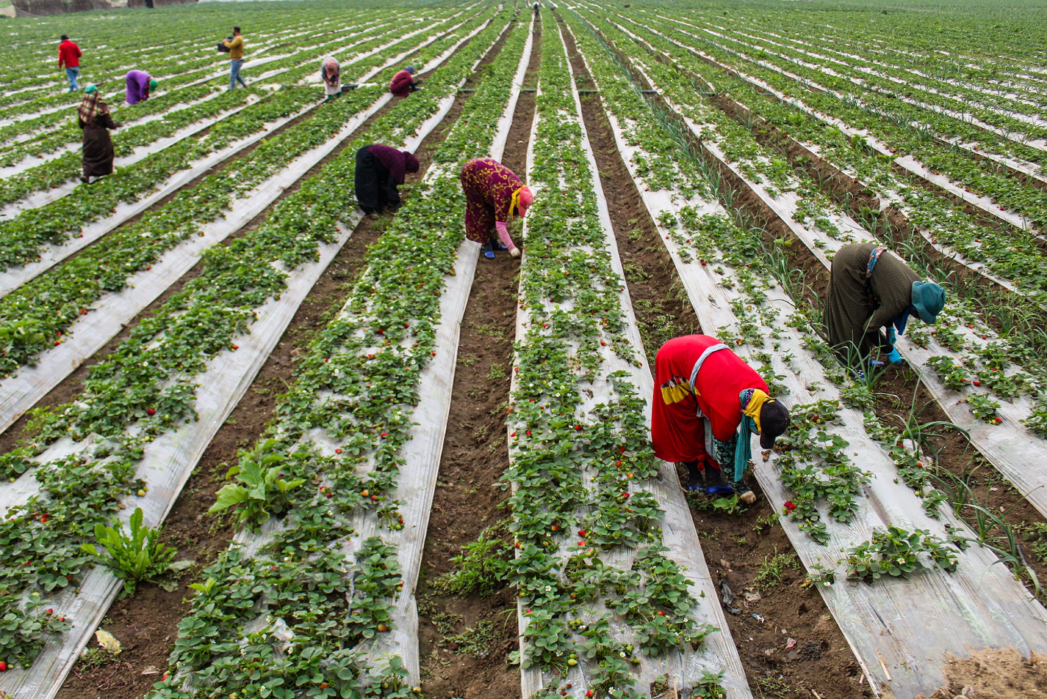 The Strawberry Farmers