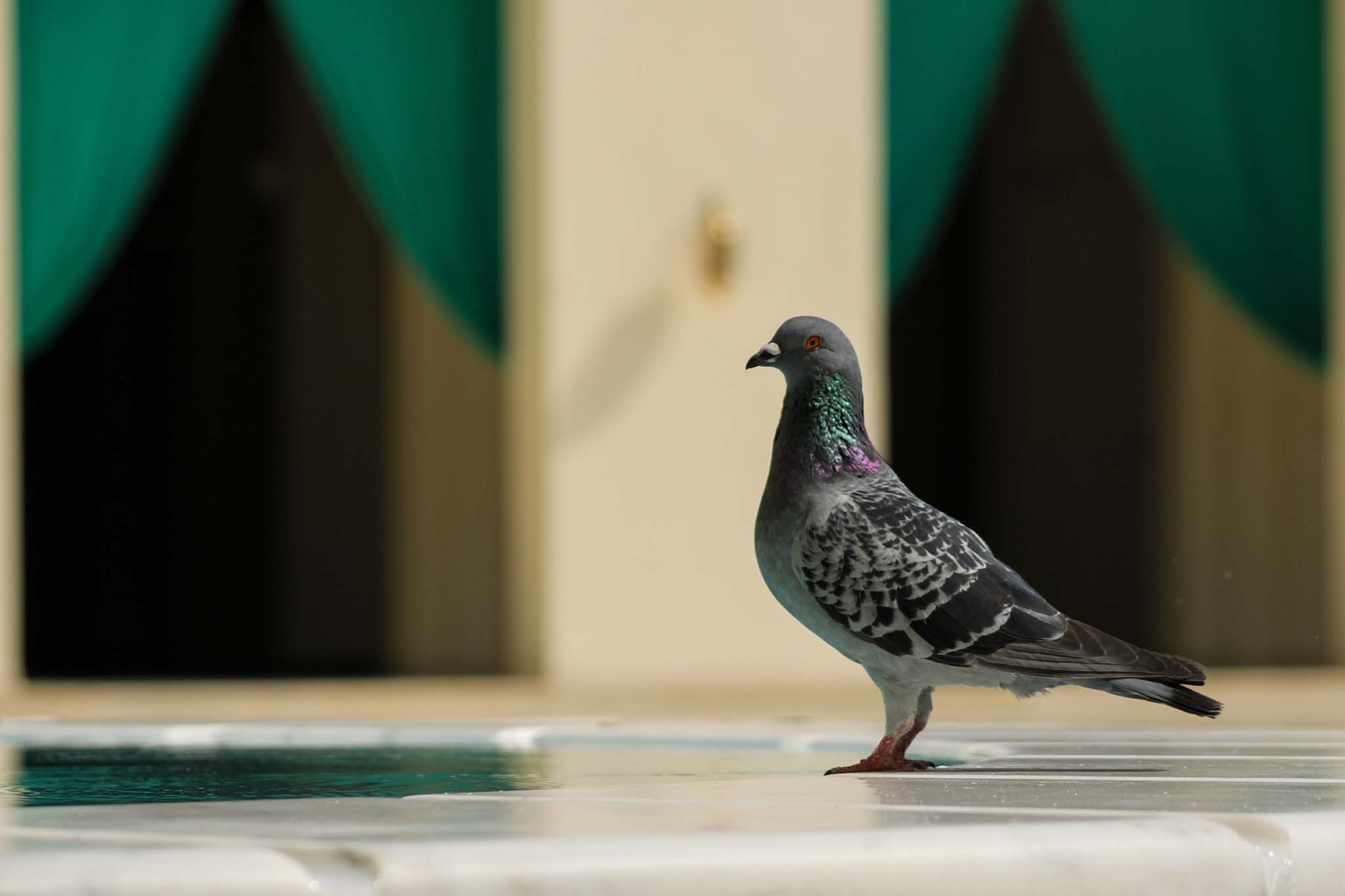 The Stately Pigeon