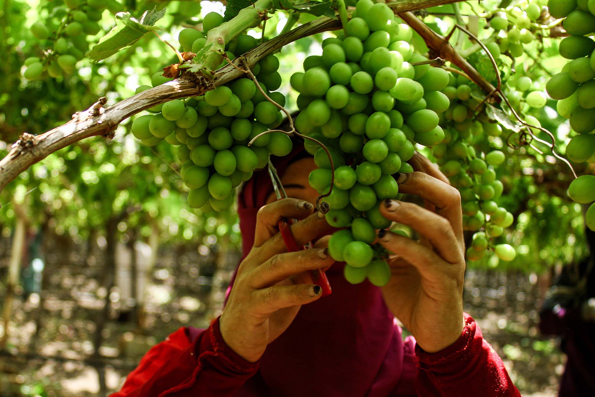 Ready For The Picking