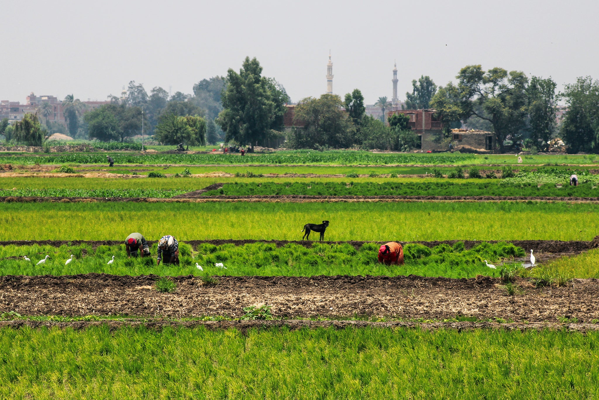 Farmers & A Friend