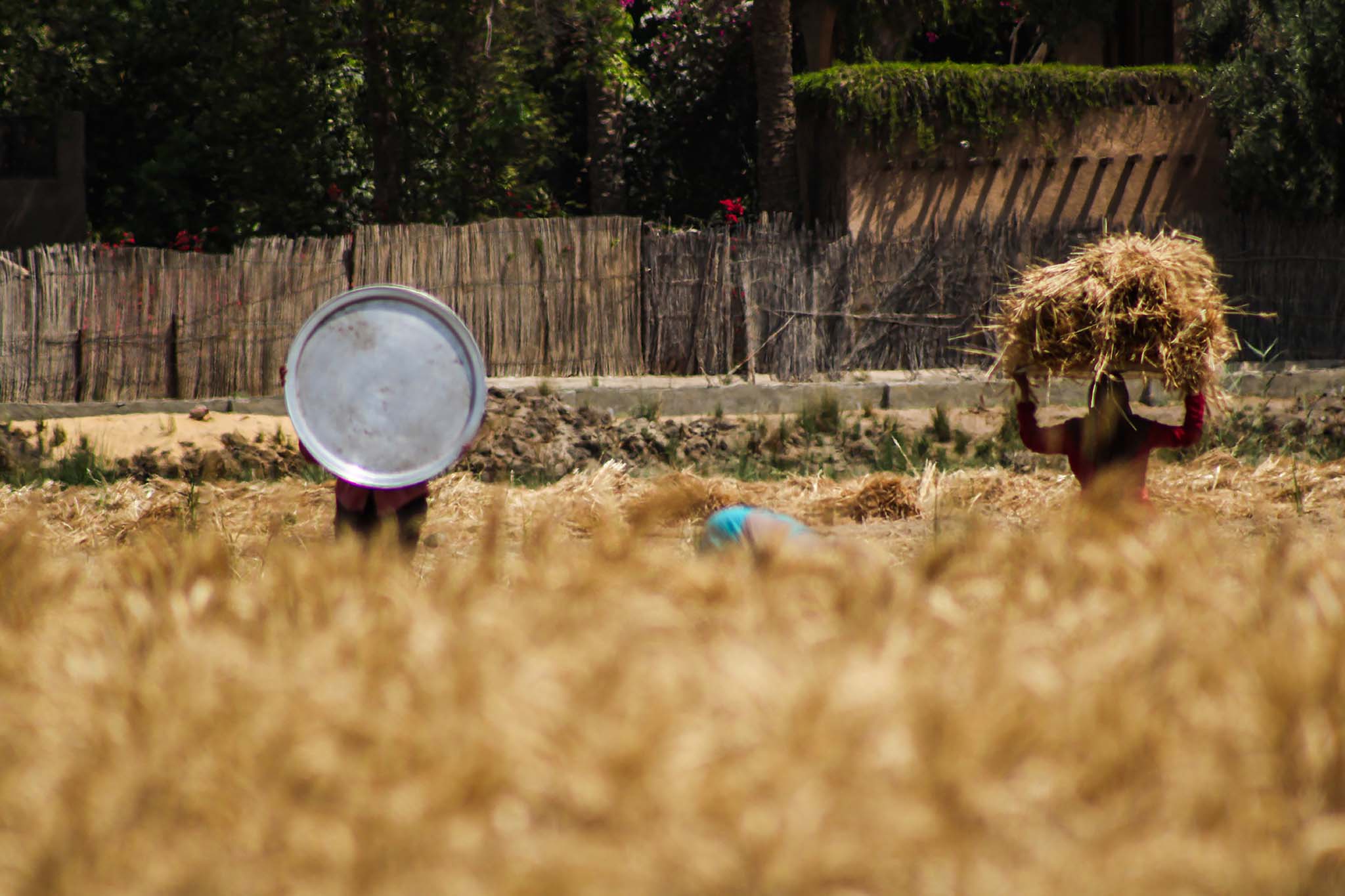 Harvesting hay