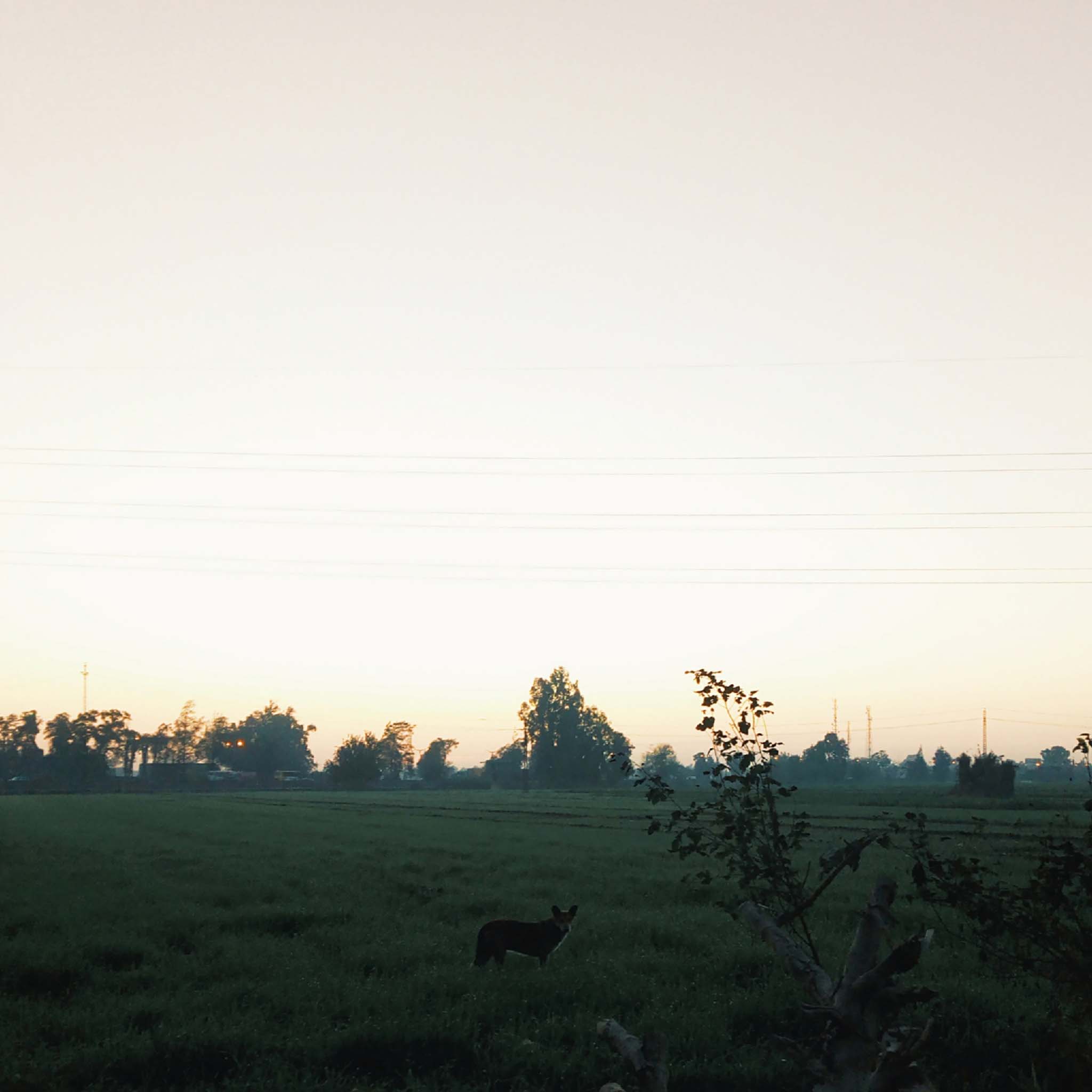 Peaceful fields