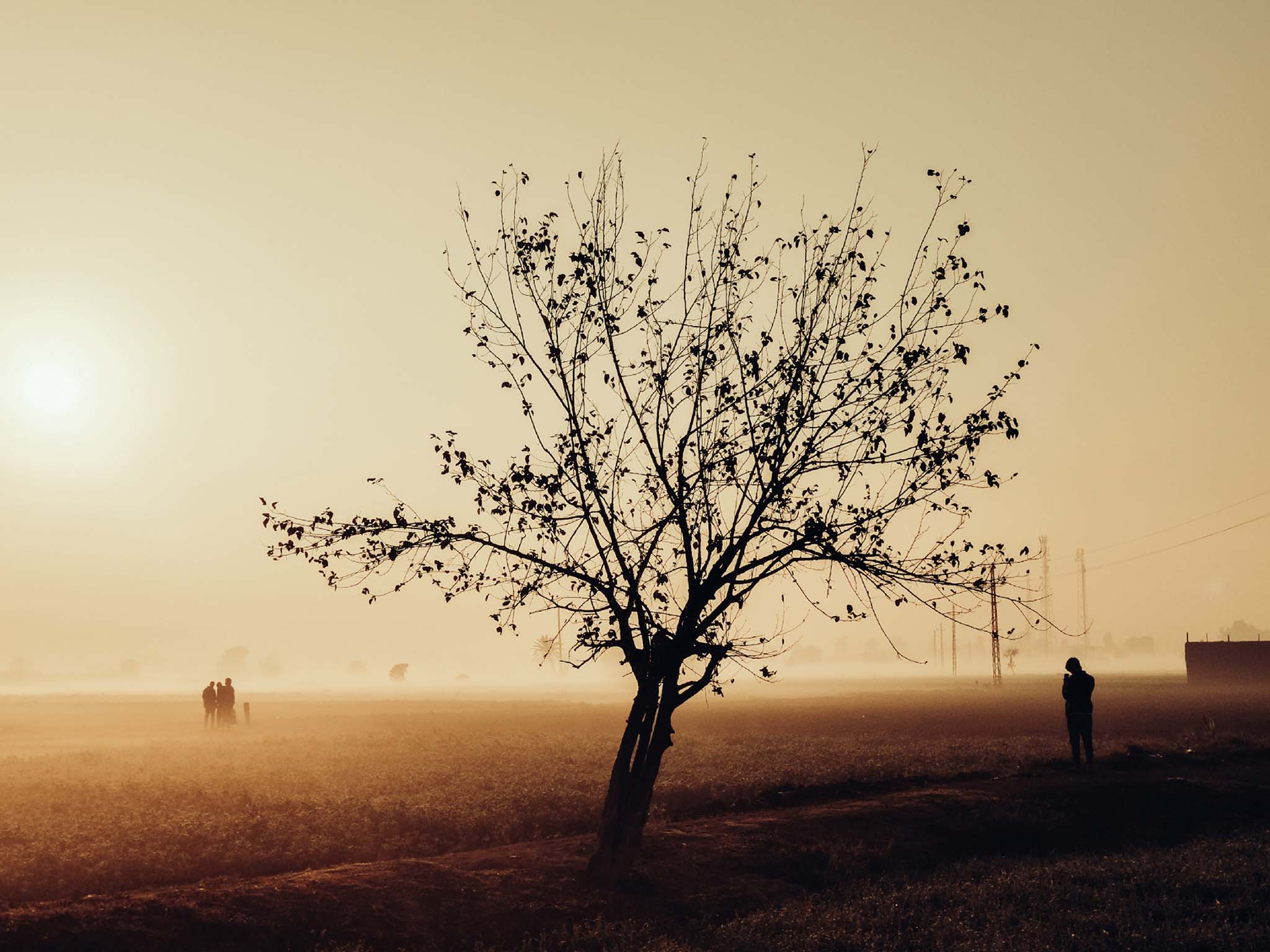 The Shedding Tree