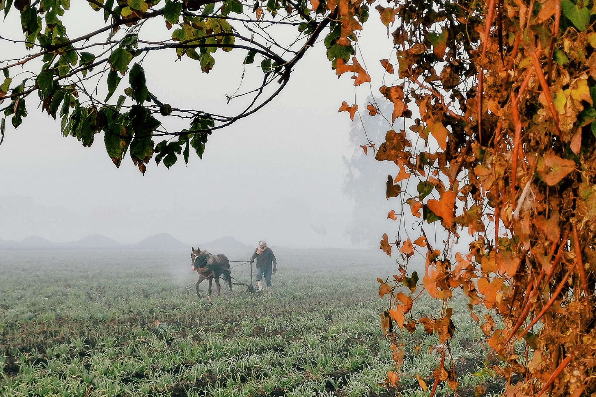 A Farmer At Dawn