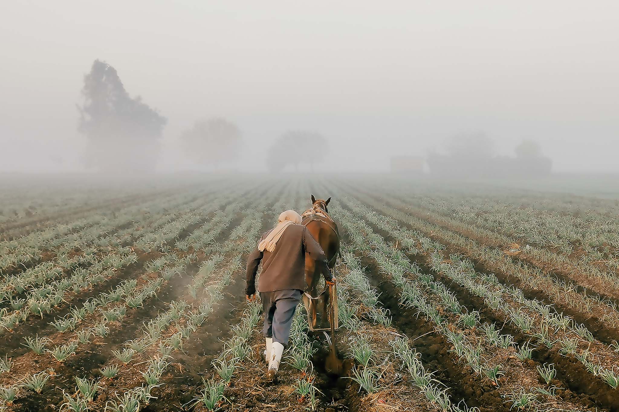 Ploughing Through The Fog