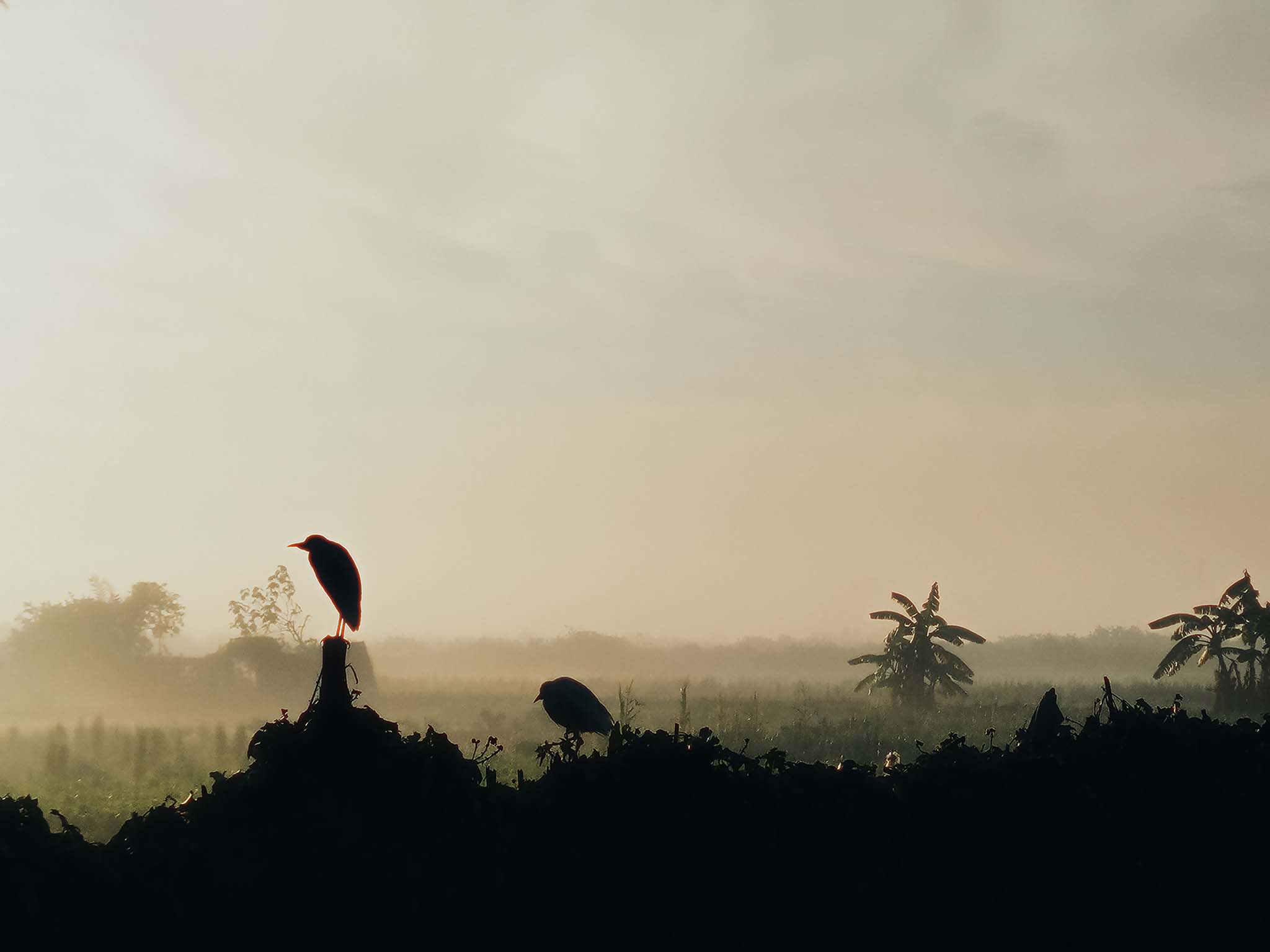 Egret Perched In The Mist