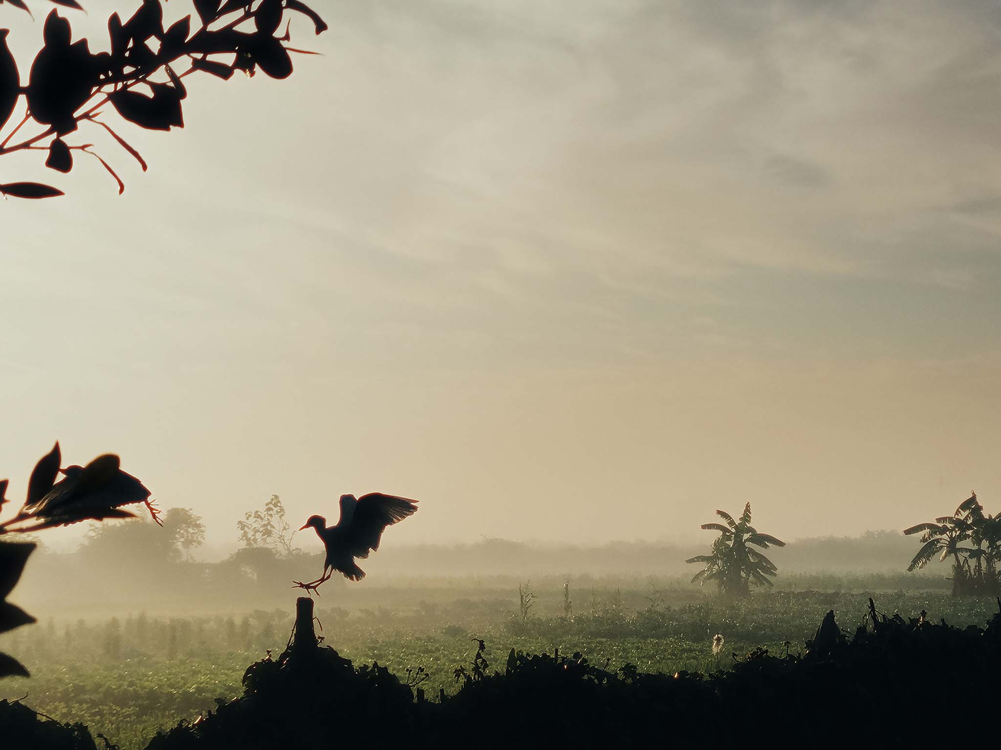 Pinpoint Landing In The Mist