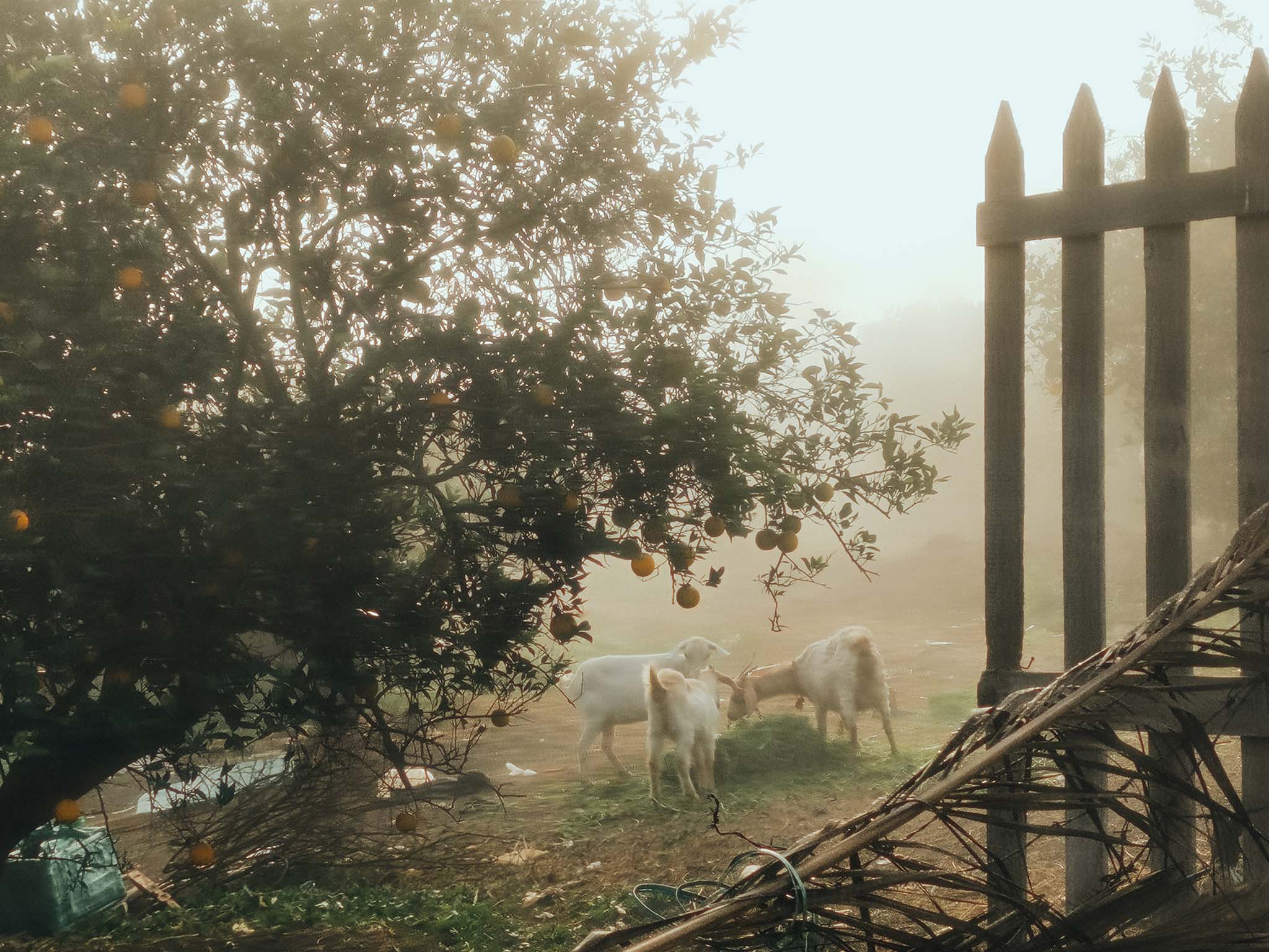 Farmers Through The Fog