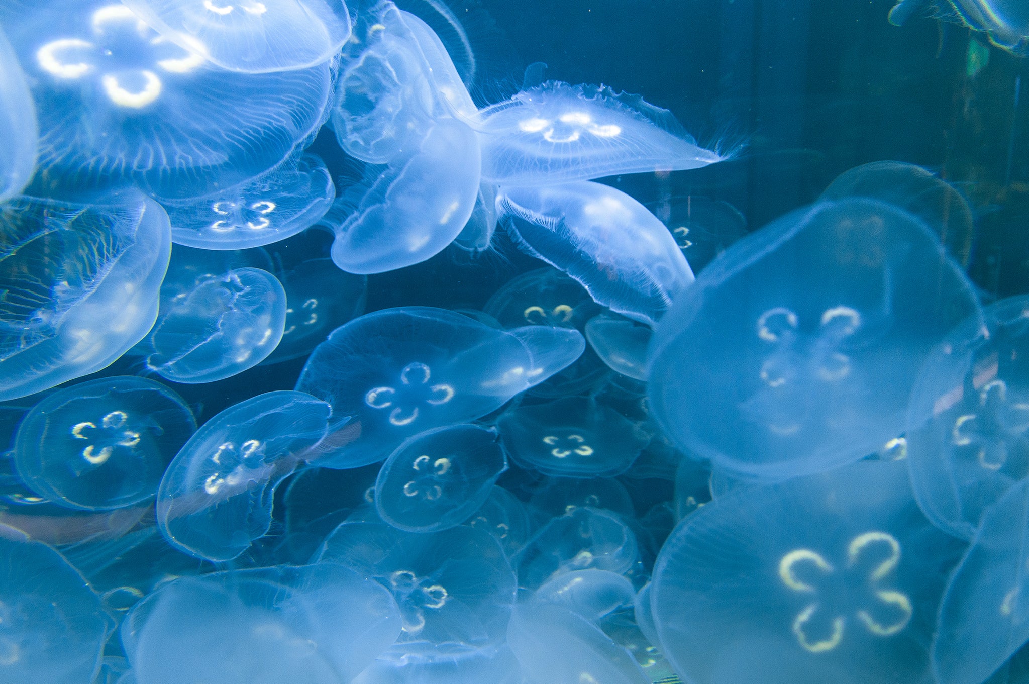 A School Of Jellyfish