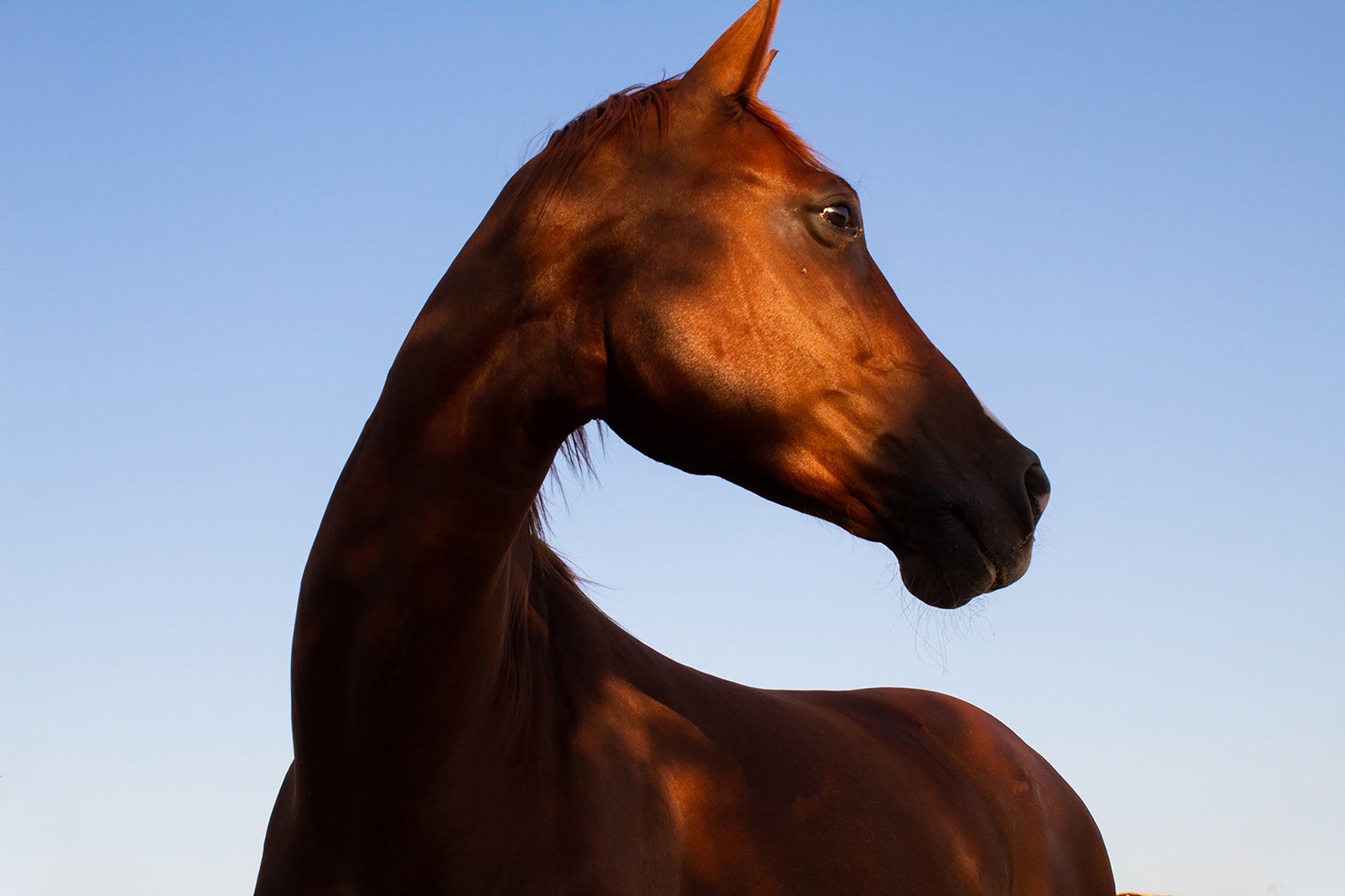 Equestrian Profile