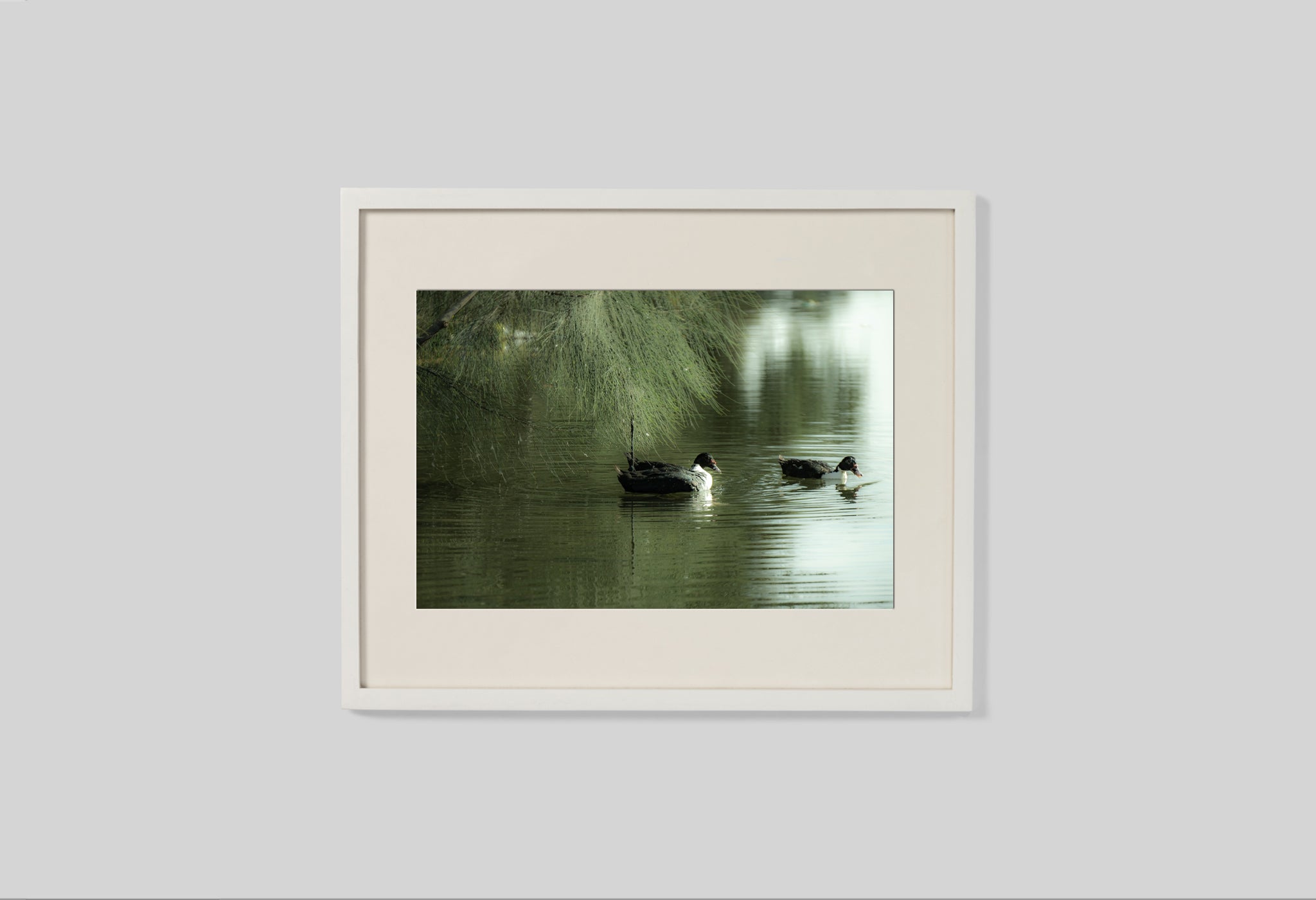 Dreamy Ducks In The River