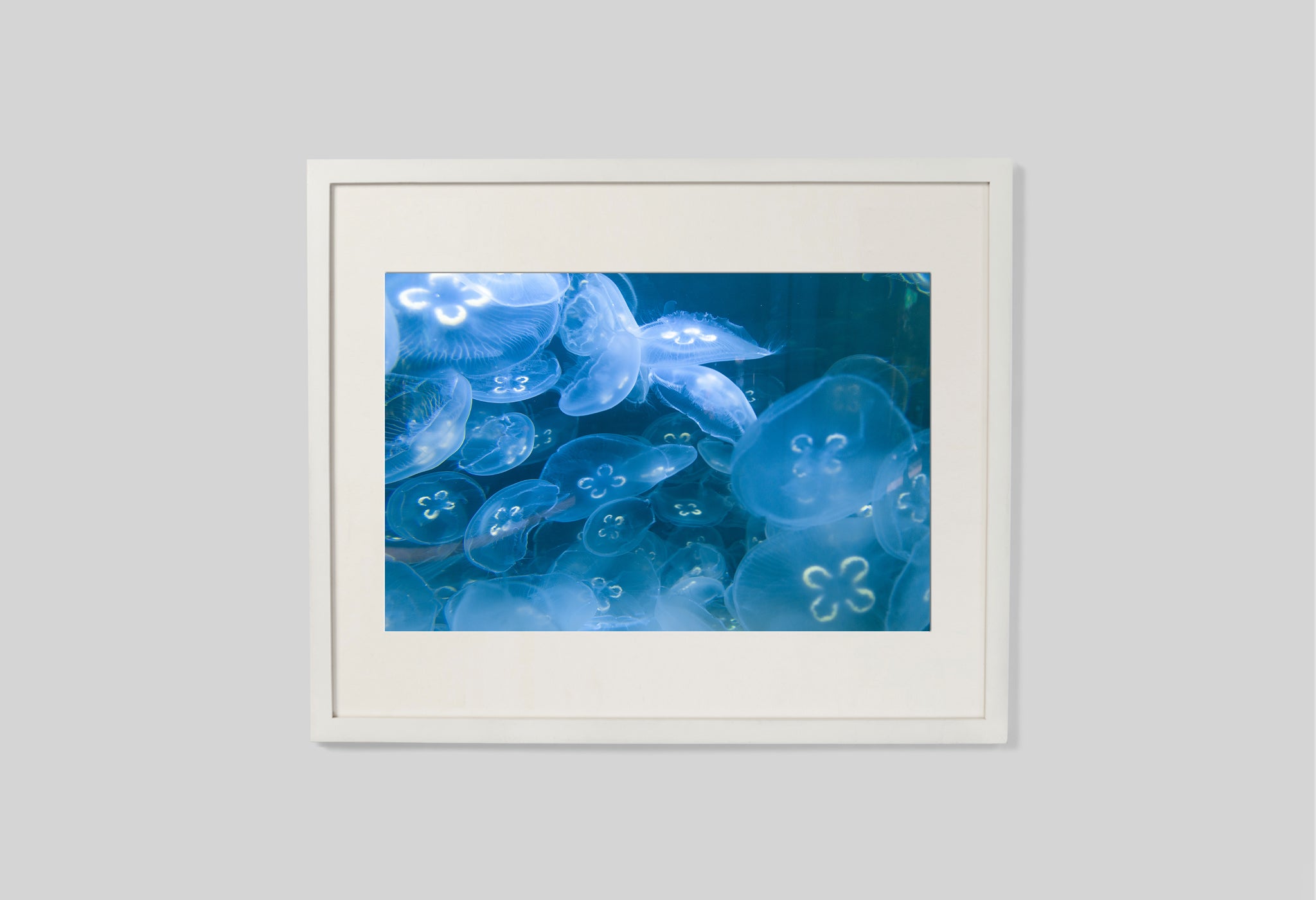 A School Of Jellyfish