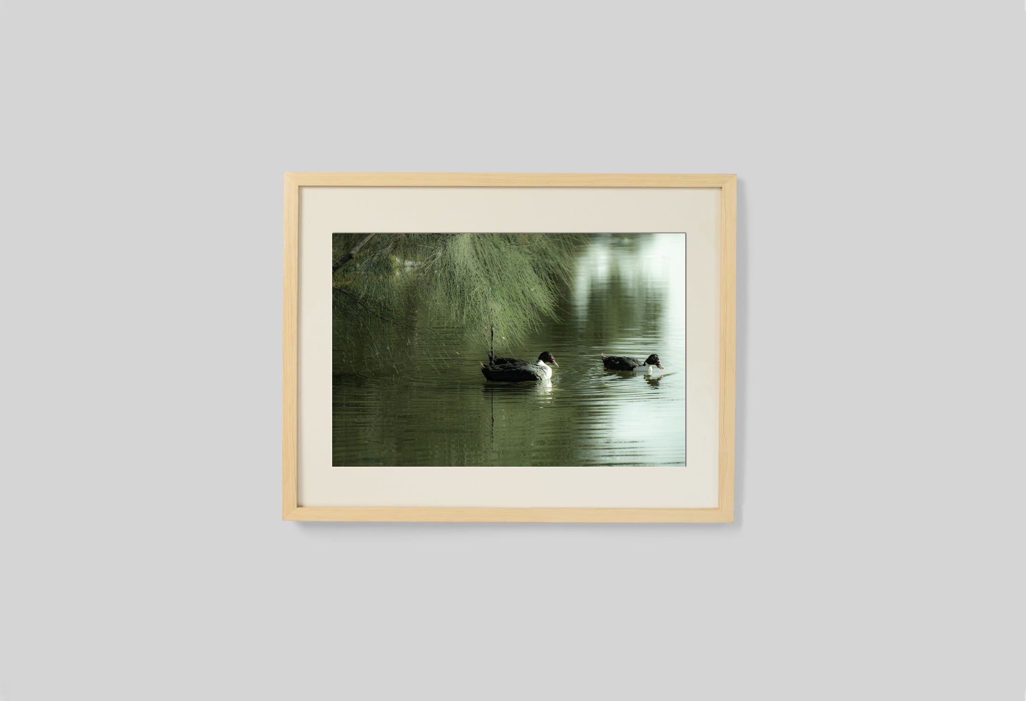 Dreamy Ducks In The River