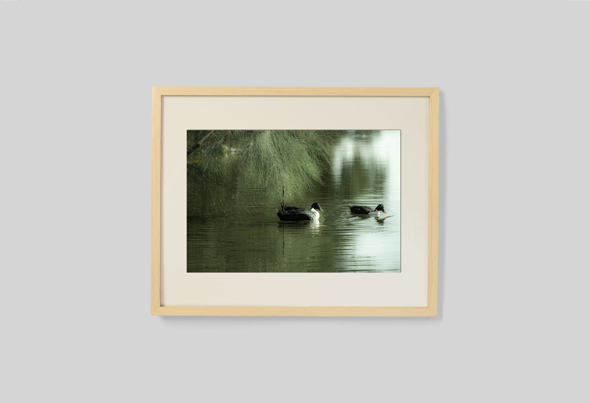 Dreamy Ducks In The River